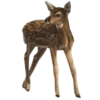 Animals 10