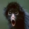 Animals 12