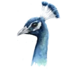 Animals 12