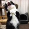 Animals 13