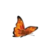 Animals 13