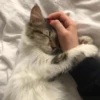 StiPack Meow 9