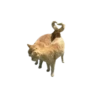 Animals 17
