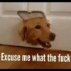 Excuse me what the fuck