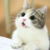 StiPack Meow 13