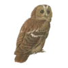 Animals 19