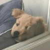 Animals 18