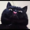 StiPack Meow 15