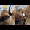 Animals 19