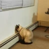 Animals 21