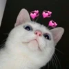 StiPack Meow 18