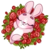 Rosy Bunny 24