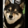 Animals 27