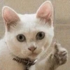Animals 29
