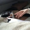 StiPack Meow 25