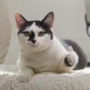 cats club 29