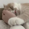 StiPack Meow 28