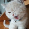 StiPack Meow 29