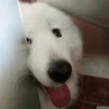 Animals 30
