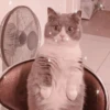 Cute cats 5