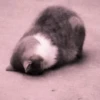 Cute cats 6