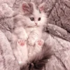 Cute cats 7