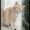 Cute cats 8