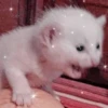 Cute cats 9