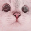 Cute cats 10