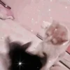 Cute cats 11