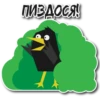 BlackbirdMerl 9