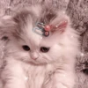 Cute cats 12