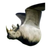 Strange Animals 6