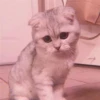 Cute cats 14