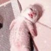 Cute cats 15
