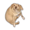 Stupud dog 5