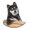 Stupud dog 6