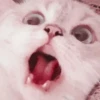 Cute cats 16
