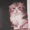 Cute cats 17