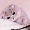 Cute cats 18