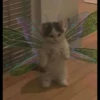 Cat 7