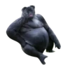 Strange Animals 9