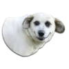 Stupud dog 7
