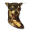 Stupud dog 8