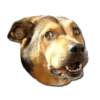 Stupud dog 9