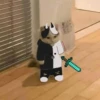Cat 11
