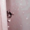 Cute cats 19