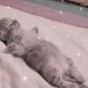 Cute cats 20