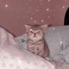 Cute cats 21