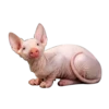 Strange Animals 12